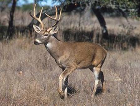 Wei�wedelhirsch (Odocoileus virginianus)